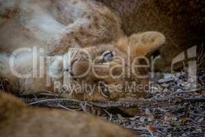 Young Lion starring in the Kruger National Park.