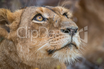 Lioness looking up in the Kruger National Park.