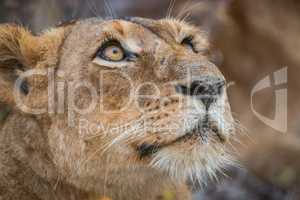 Lioness looking up in the Kruger National Park.