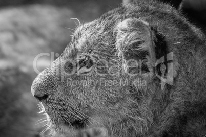 Side profile of a Lion cub in black and white.