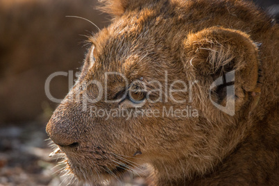 Side profile of a Lion cub in the Kruger National Park.