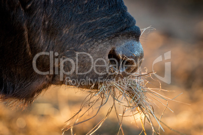 A close up of a Buffalo eating grass.