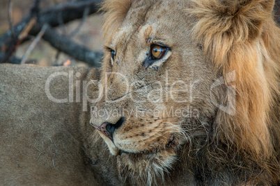 Side profile of a male Lion.