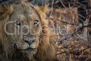 A male Lion starring in the Kruger National Park.