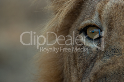 The eye of a Male Lion in the Kruger National Park.