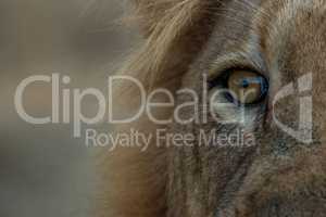 The eye of a Male Lion in the Kruger National Park.