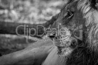 Side profile of a male Lion in black and white.