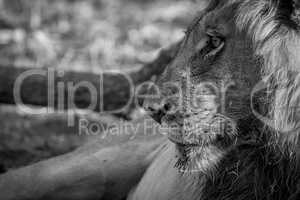 Side profile of a male Lion in black and white.