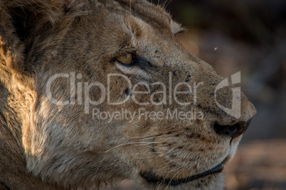 Side profile of a Lion in the Kruger National Park.