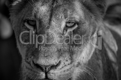 Starring Lioness in black and white.