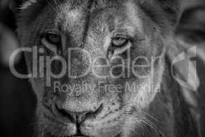 Starring Lioness in black and white.