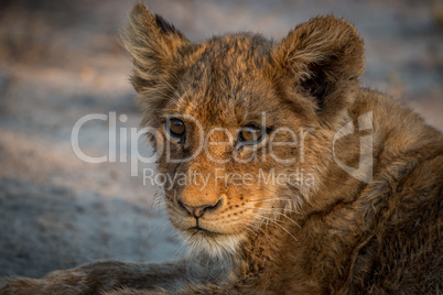Starring young Lion cub in the Kruger National Park.