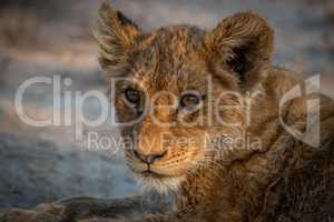 Starring young Lion cub in the Kruger National Park.