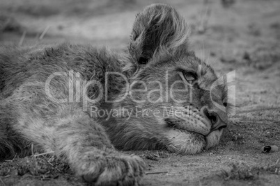Lion cub laying down in black and white.