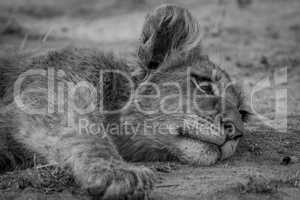 Lion cub laying down in black and white.