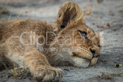Lion cub laying down in the Kruger National Park.