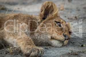 Lion cub laying down in the Kruger National Park.