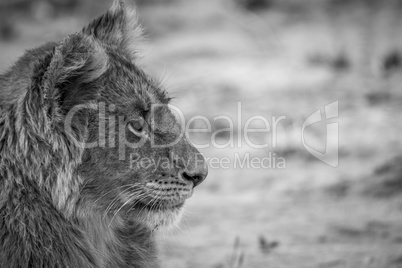 Side profile of a Lion cub in black and white.