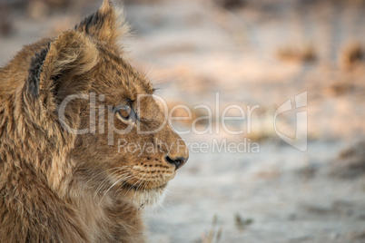 Side profile of a Lion cub in the Kruger National Park.