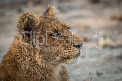 A Lion cub looking up in the Kruger National Park.