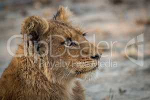 A Lion cub looking up in the Kruger National Park.