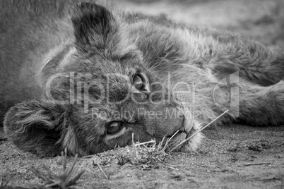 A Lion cub laying down and starring in black and white.