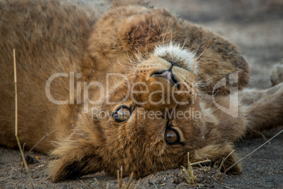 A Lion cub laying on his back and starring.