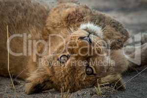 A Lion cub laying on his back and starring.