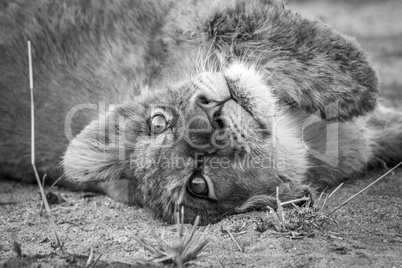 A Lion cub laying on his back and starring in black and white.