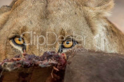 A Lioness looking over a carcass.