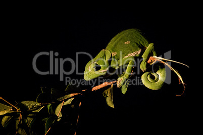 A Flap-necked chameleon on a branch in the spotlight.