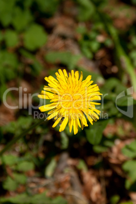 Nice yellow dandelion in the nature.