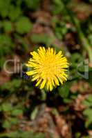 Nice yellow dandelion in the nature.