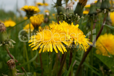 Yellow flowers in a meadow.