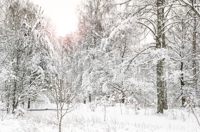 Frozen Forest