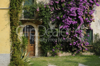 Bougainvillea an einem Haus am Gardasee