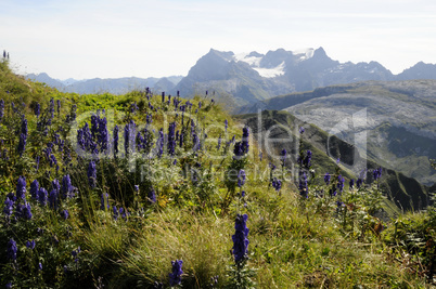 Blauer Eisenhut auf dem Druesberg mit Glärnisch