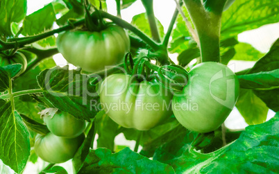 Green tomatoes in the greenhouse .