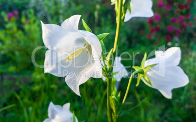 White flower harebell