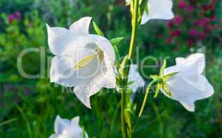 White flower harebell