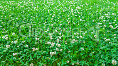 Medicinal plant, white clover field.