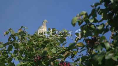 Pigeon sitting on the tree