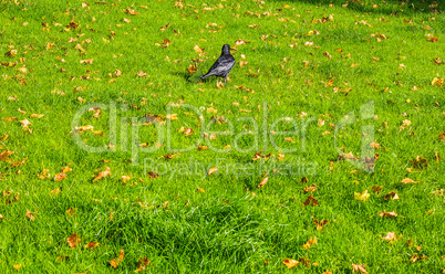 Black crow bird HDR