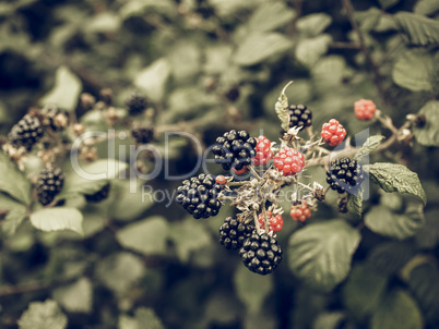 Blackberry fruits vintage desaturated