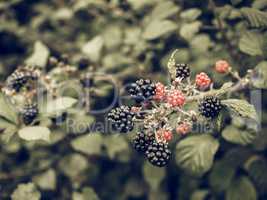 Blackberry fruits vintage desaturated