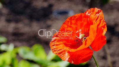 Klatschmohn (Papaver rhoeas)