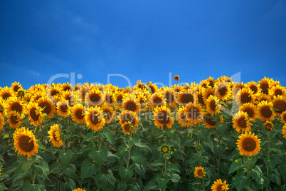 field of sunflowers