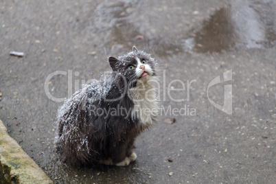 Homeless cat on street