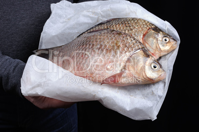 Fresh  crucian carp