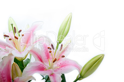 lily flowers corner frame